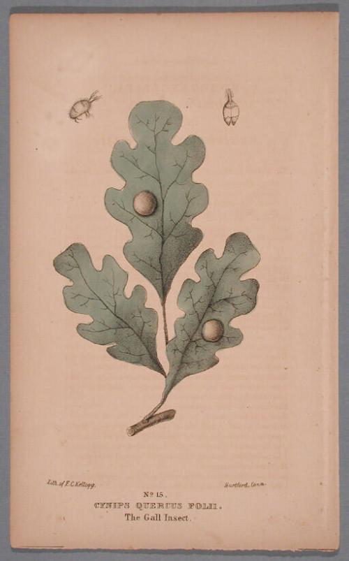 No. 15. Cynips Quercus Folii.