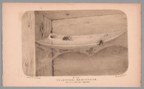 No. 20. Tegeneria Medicinalis.