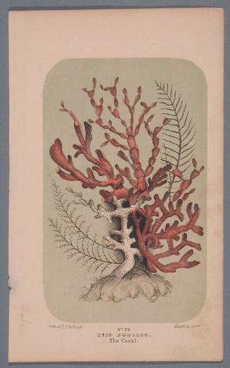 No. 22.  Isis Nobilis.