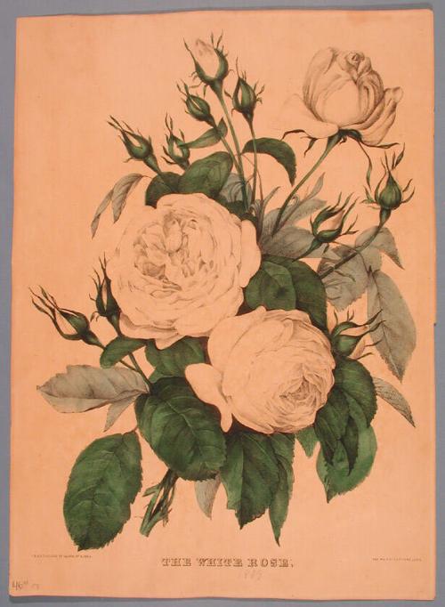 The White Rose.