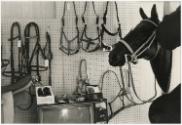 Gift of the Smith-Worthington Saddlery Co., 2021.22.80, Connecticut Historical Society, Copyrig…