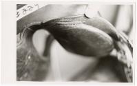 Gift of the Smith-Worthington Saddlery Co., 2021.22.111, Connecticut Historical Society, Copyri…