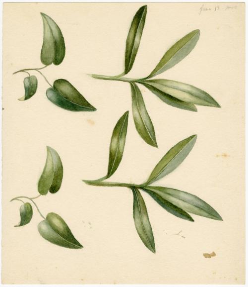 Gift of Jessie Norton-Lazenby, 2021.44.479, Connecticut Historical Society, No Known Copyright