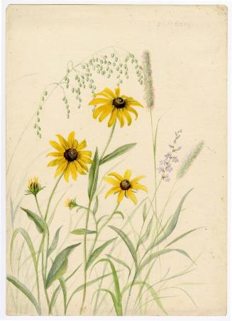 Gift of Jessie Norton-Lazenby, 2021.44.484, Connecticut Historical Society, No Known Copyright