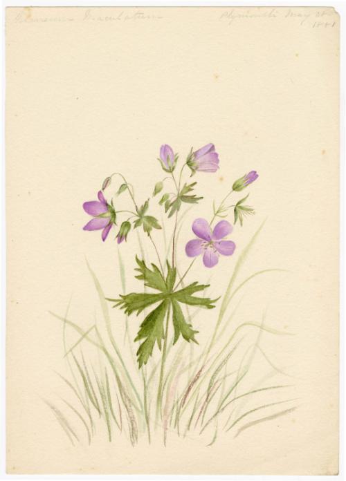 Gift of Jessie Norton-Lazenby, 2021.44.487, Connecticut Historical Society, No Known Copyright