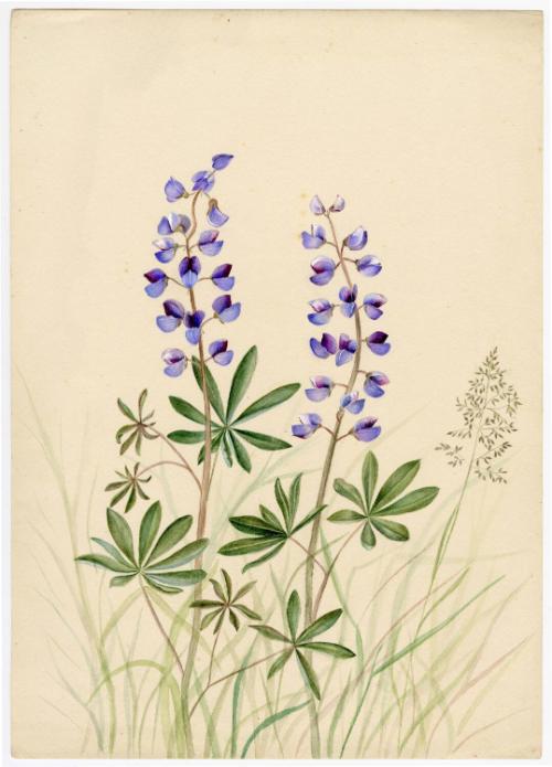 Gift of Jessie Norton-Lazenby, 2021.44.488, Connecticut Historical Society, No Known Copyright