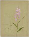 Gift of Jessie Norton-Lazenby, 2021.44.489, Connecticut Historical Society, No Known Copyright
