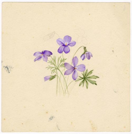 Gift of Jessie Norton-Lazenby, 2021.44.491, Connecticut Historical Society, No Known Copyright