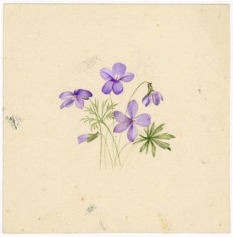 Gift of Jessie Norton-Lazenby, 2021.44.491, Connecticut Historical Society, No Known Copyright
