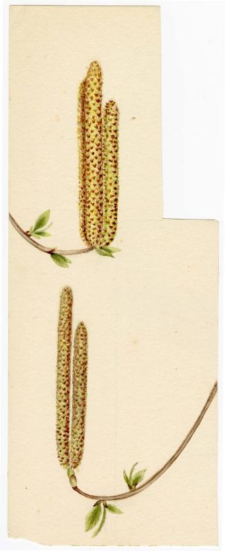 Gift of Jessie Norton-Lazenby, 2021.44.493, Connecticut Historical Society, No Known Copyright