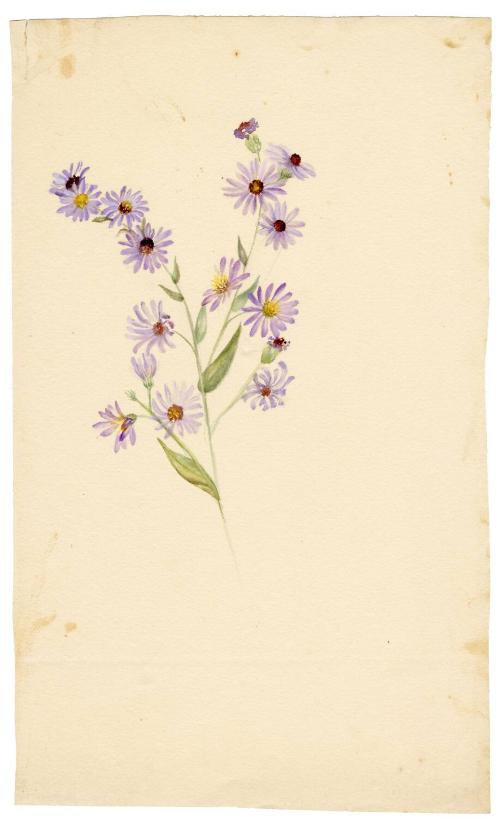 Gift of Jessie Norton-Lazenby, 2021.44.500, Connecticut Historical Society, No Known Copyright