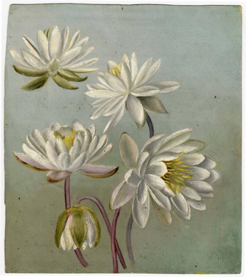 Gift of Jessie Norton-Lazenby, 2021.44.502, Connecticut Historical Society, No Known Copyright