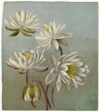 Gift of Jessie Norton-Lazenby, 2021.44.502, Connecticut Historical Society, No Known Copyright