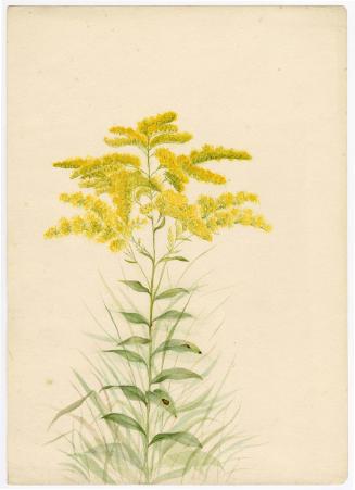 Gift of Jessie Norton-Lazenby, 2021.44.505, Connecticut Historical Society, No Known Copyright