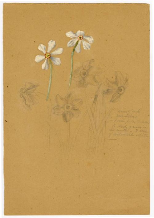 Gift of Jessie Norton-Lazenby, 2021.44.508, Connecticut Historical Society, No Known Copyright