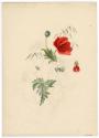 Gift of Jessie Norton-Lazenby, 2021.44.509, Connecticut Historical Society, No Known Copyright