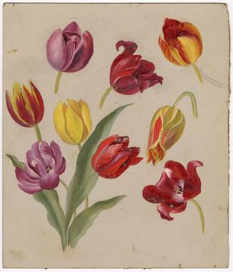 Gift of Jessie Norton-Lazenby, 2021.44.512, Connecticut Historical Society, No Known Copyright