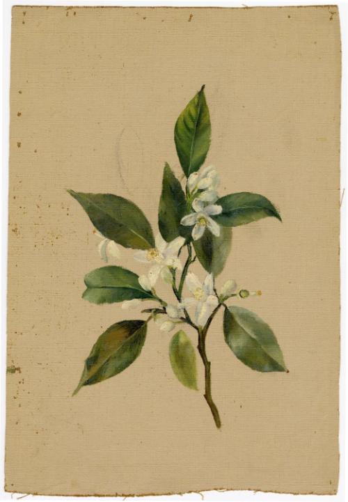 Gift of Jessie Norton-Lazenby, 2021.44.517, Connecticut Historical Society, No Known Copyright
