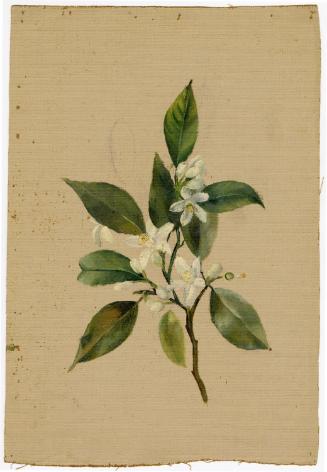 Gift of Jessie Norton-Lazenby, 2021.44.517, Connecticut Historical Society, No Known Copyright