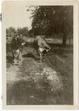 Gift of Jessie Norton-Lazenby, 2021.44.142, Connecticut Historical Society, No Known Copyright