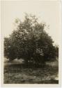 Gift of Jessie Norton-Lazenby, 2021.44.313, Connecticut Historical Society, No Known Copyright