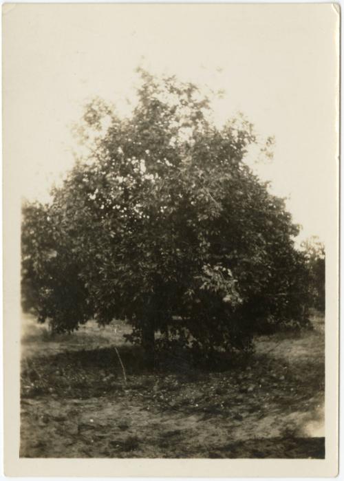 Gift of Jessie Norton-Lazenby, 2021.44.313, Connecticut Historical Society, No Known Copyright