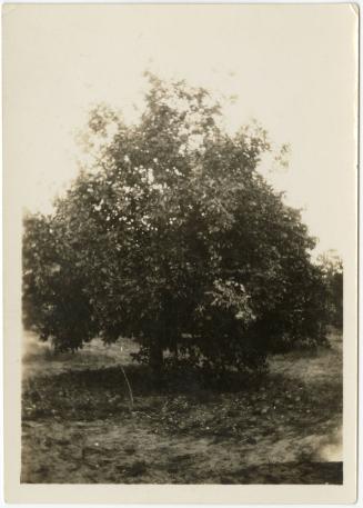 Gift of Jessie Norton-Lazenby, 2021.44.313, Connecticut Historical Society, No Known Copyright