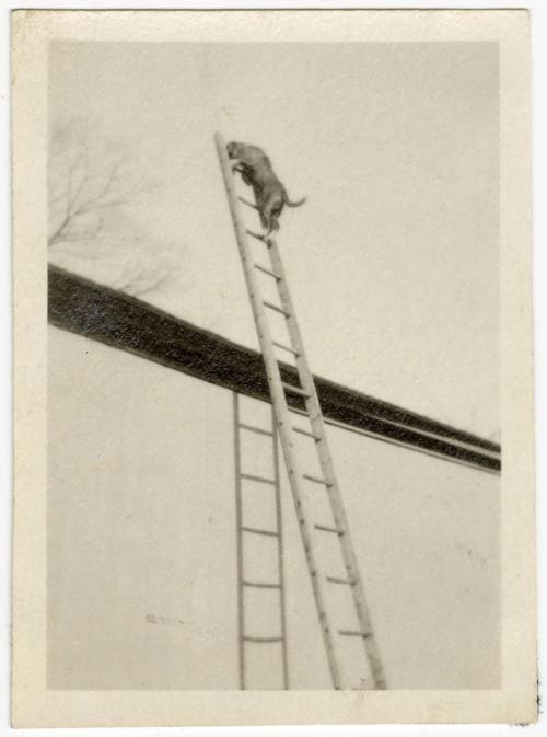 Gift of Jessie Norton-Lazenby, 2021.44.303, Connecticut Historical Society, No Known Copyright