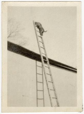Gift of Jessie Norton-Lazenby, 2021.44.303, Connecticut Historical Society, No Known Copyright