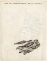 Gift of Gerard and Sylvie O’Brien, 2023.67.69, Connecticut Museum of Culture and History collec…