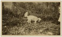 Gift of Laura Brewer, 2025.14.13, Connecticut Museum of Culture and History collection, No Know…
