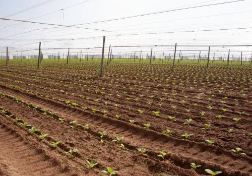 Gift of Dr. Leonard Hellerman, 2025.27.19a-b, Connecticut Museum of Culture and History collect…