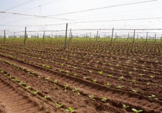 Gift of Dr. Leonard Hellerman, 2025.27.19a-b, Connecticut Museum of Culture and History collect…