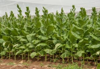 Gift of Dr. Leonard Hellerman, 2025.27.25a-b, Connecticut Museum of Culture and History collect…