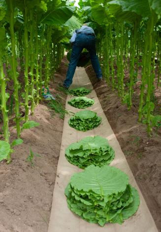 Gift of Dr. Leonard Hellerman, 2025.27.26a-b, Connecticut Museum of Culture and History collect…