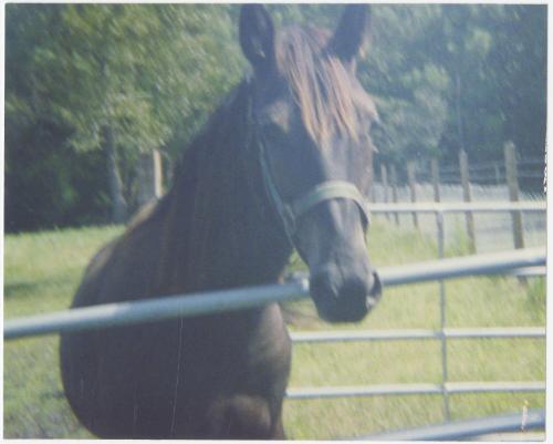 Gift of Theresa Wasielak McInnis, 2025.82.43, Connecticut Museum of Culture and History collect…