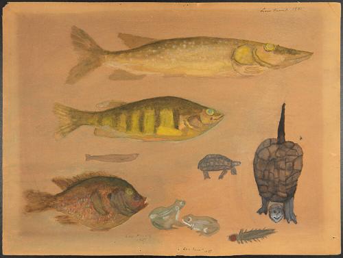 N.C. Brainard Acquisition Fund and Seymour Museum Fund Income, 1973.25.44, Connecticut Museum o…