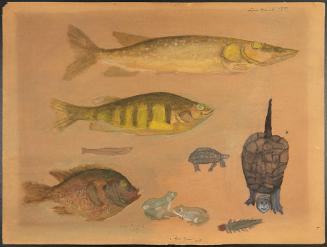 N.C. Brainard Acquisition Fund and Seymour Museum Fund Income, 1973.25.44, Connecticut Museum o…