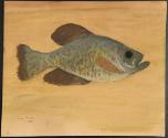 N.C. Brainard Acquisition Fund and Seymour Museum Fund Income, 1973.25.14, Connecticut Museum o…