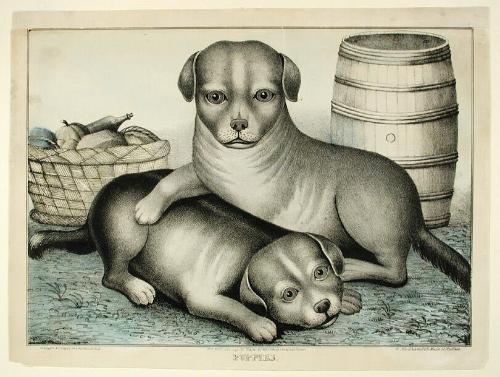 Puppies.